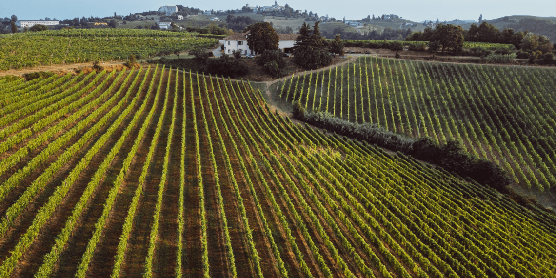Al via “Viticoltura Sostenibile”: il progetto per accompagnare le cantine abruzzesi tra sperimentazione, buone pratiche e misurazione dell’impatto