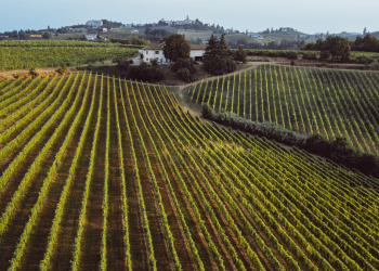 Al via “Viticoltura Sostenibile”: il progetto per accompagnare le cantine abruzzesi tra sperimentazione, buone pratiche e misurazione dell’impatto