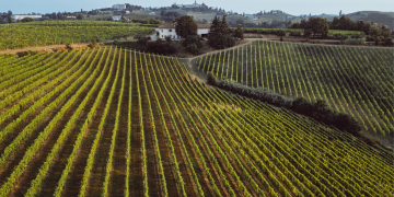 Al via “Viticoltura Sostenibile”: il progetto per accompagnare le cantine abruzzesi tra sperimentazione, buone pratiche e misurazione dell’impatto