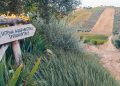 Tortoreto Greendays 2026, a Terra di Ea tra fermentazioni naturali, suoli vivi e biodiversità