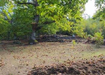 Passeggiate nel castagneto e pizza d’autore con Slow Food Pescara e Terre Teramane